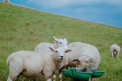 属羊在农历十二月初八腊八节出生好吗