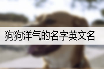 狗狗洋气的名字英文名