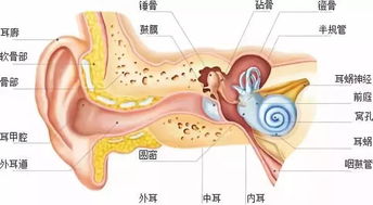 耳朵比眼睛高面相,耳朵比眼睛高的人好么